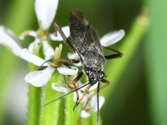Irbisia californica