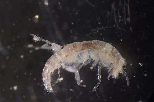 Crassicorophium crassicorne