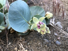 Asclepias cryptoceras davisii
