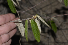 Seringia arborescens