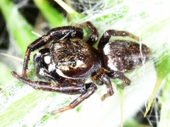 Metaphidippus