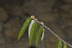Seringia arborescens