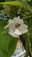 Catalpa