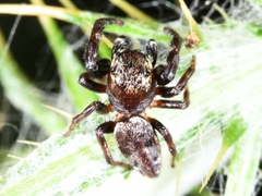 Metaphidippus