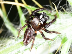 Metaphidippus