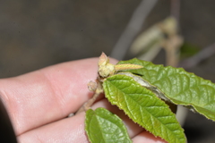 Seringia arborescens