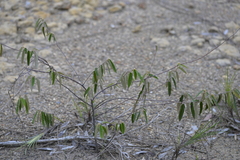 Seringia arborescens
