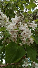 Catalpa