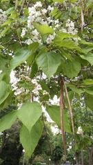 Catalpa