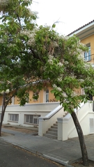 Catalpa