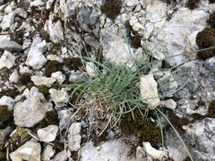 Poa glauca