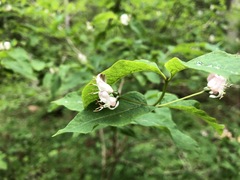 Lonicera nigra