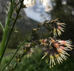 Solenanthus circinnatus