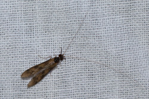 Grousewing Caddisfly, Wageningen, Nederland, photo 7 of 10