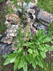 Solenanthus circinnatus