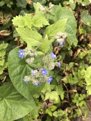 Pentaglottis sempervirens