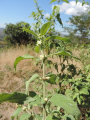 Lippia javanica