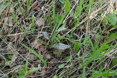 Dactylorhiza maculata