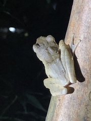 Polypedates megacephalus