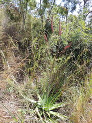 Aloe christianii