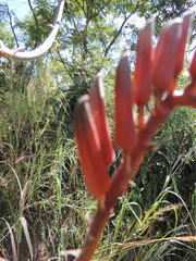 Aloe christianii