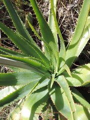 Aloe christianii
