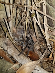 Selenocosmia crassipes