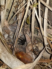 Selenocosmia crassipes