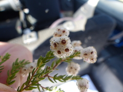 Erica cooperi cooperi