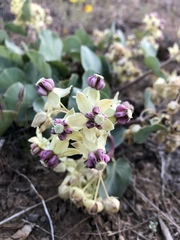 Asclepias cryptoceras davisii