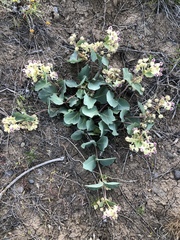 Asclepias cryptoceras davisii