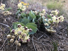 Asclepias cryptoceras davisii