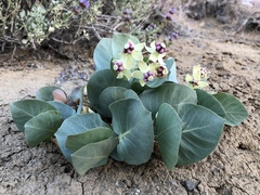 Asclepias cryptoceras davisii