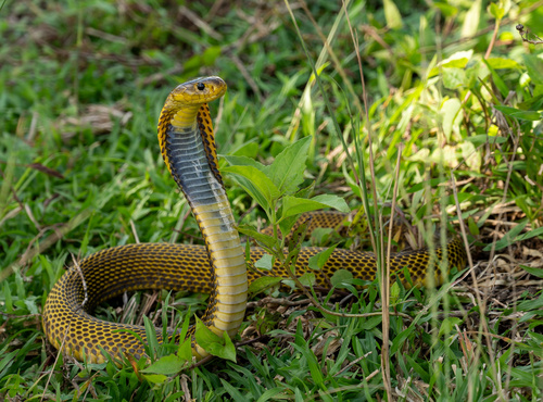 Monocellate Cibra, Naja kaouthia
