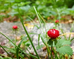 Potentilla hebiichigo