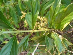 Bertiera
