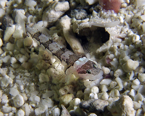 Patchwork barbelgoby (Gobiopsis arenaria) — Gobiidae — 4