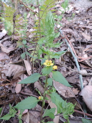 Alectra sessiliflora