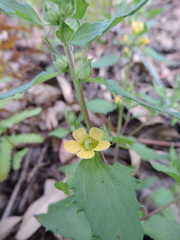 Alectra sessiliflora