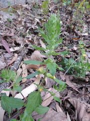 Alectra sessiliflora