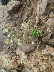 Draba hirta