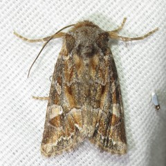 Lacinipolia lepidula