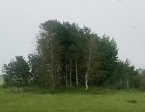 quaking aspen
