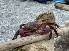 Geograpsus grayi