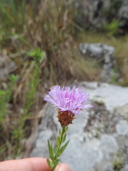 Polydora bainesii image