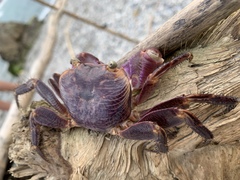 Geograpsus grayi