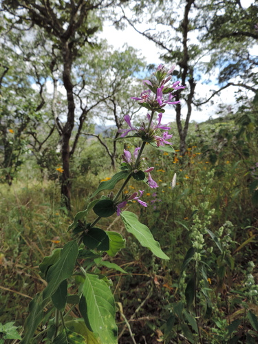 Hypoestes aristata image