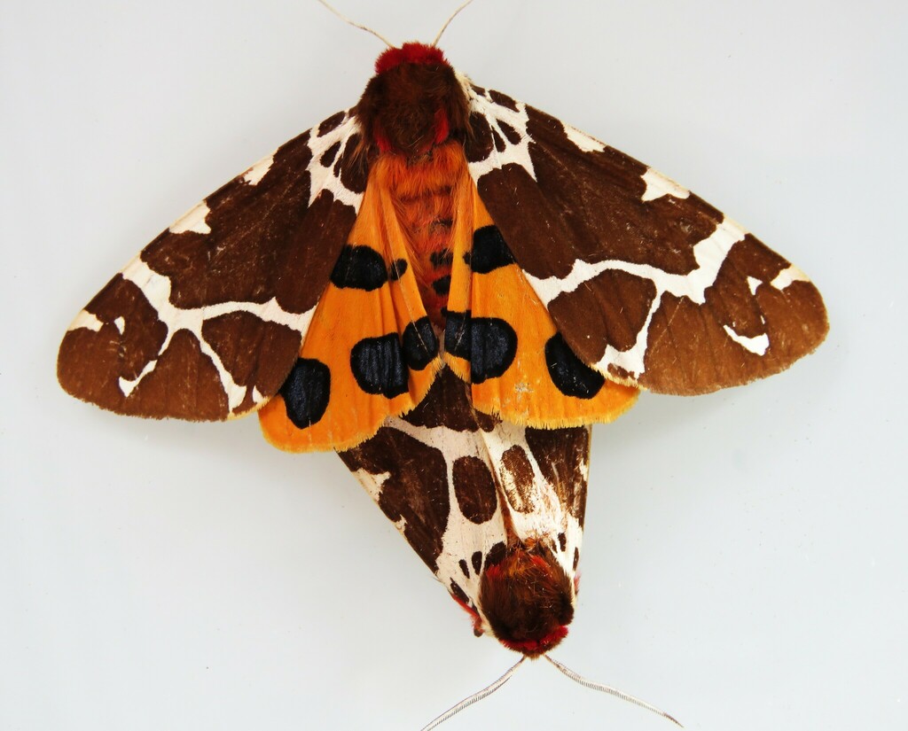 Garden tiger moth (Arctia caja)