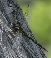 Gomphaeschna antilope