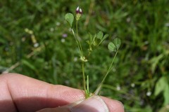 Trifolium variegatum geminiflorum
